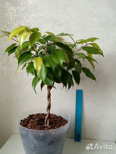 Фикус заплетенный