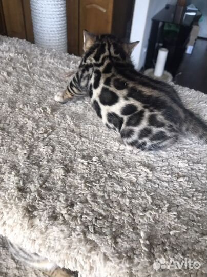 Бенгальская