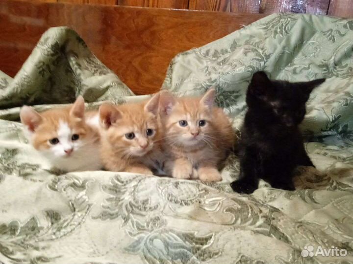 Котик в добрые руки