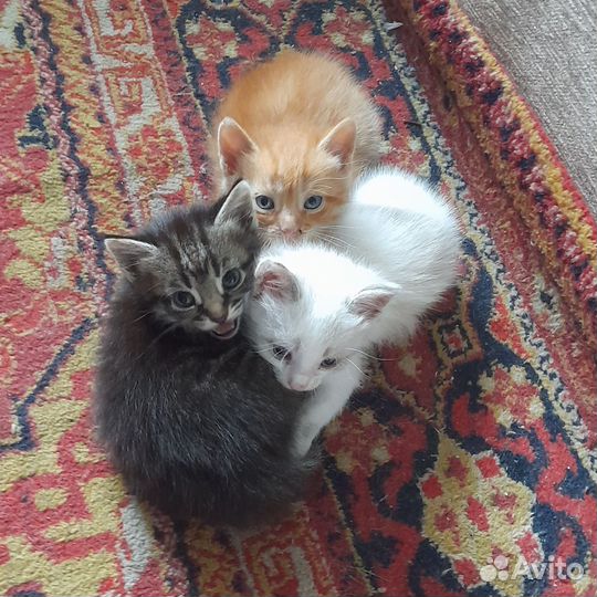 Котята в добрые руки