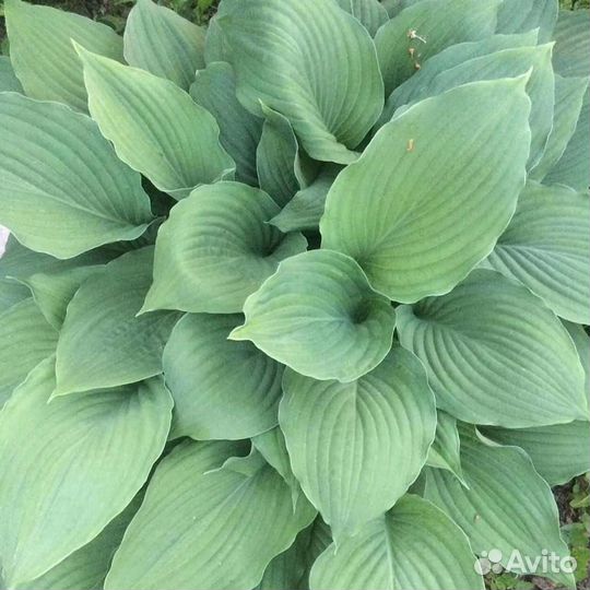 Ирис, хосты