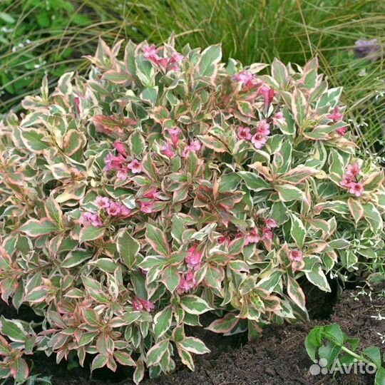 Вейгела Нана варигата