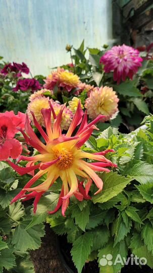 Ампельная петуния