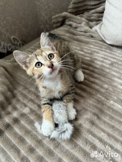 Котенок в добрые руки
