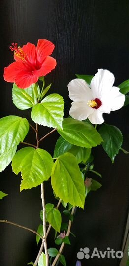 Цветок Гибискус белый классический и махровый