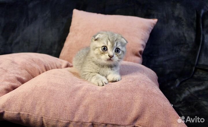 Шотландские котята