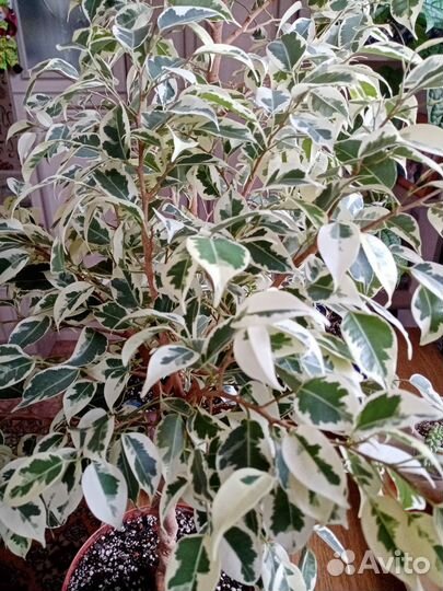 Фикус бенджамина