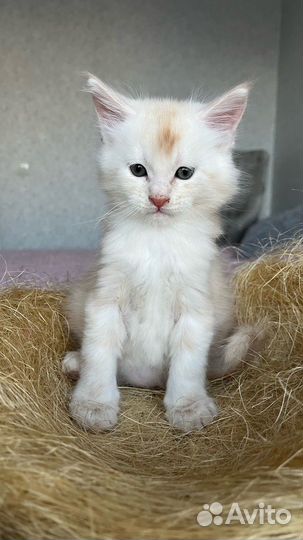 Котята мейнкуна