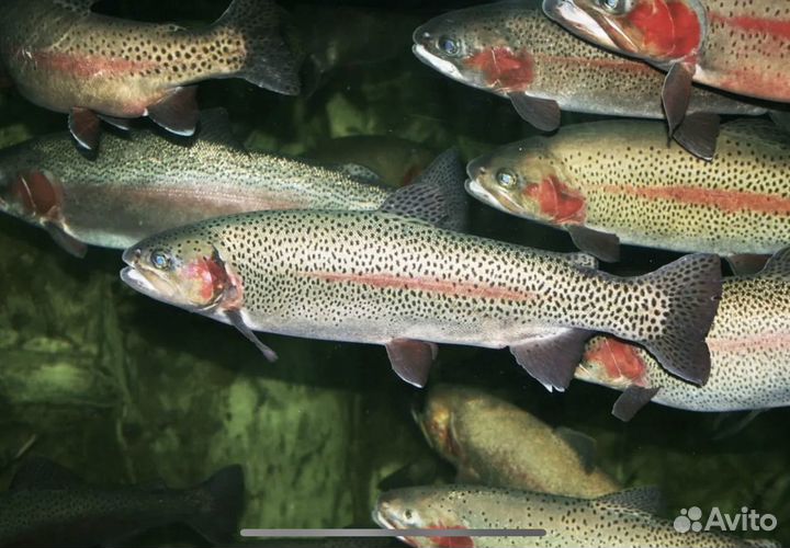 Форель радужная живая