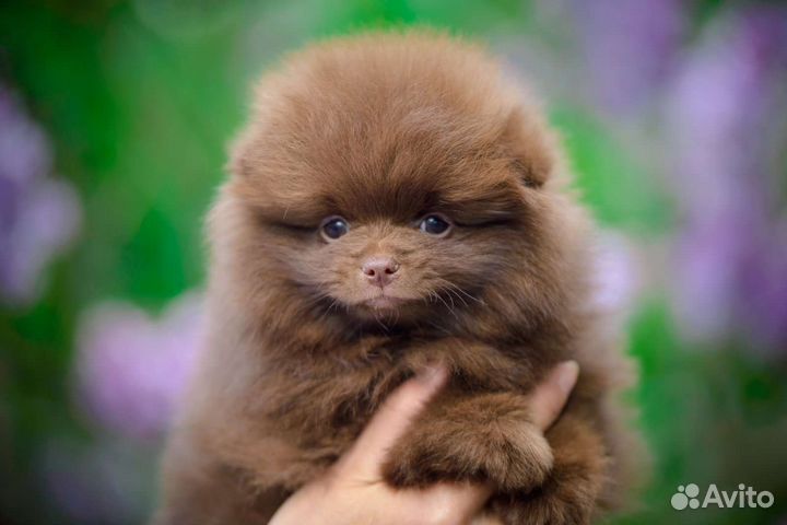 Померанский шпиц