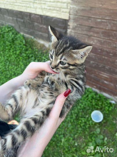 Кошка в дар бесплатно