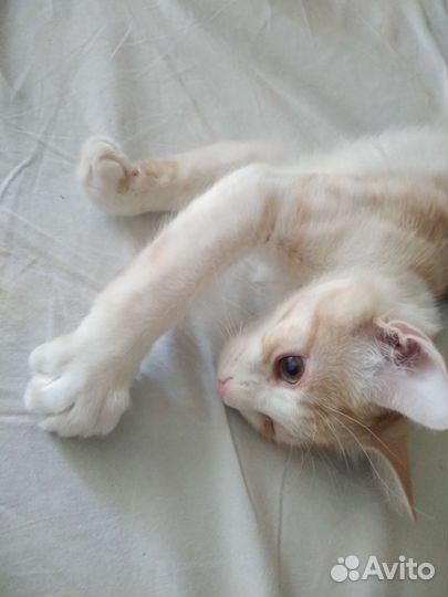 Отдам в очень добрые руки