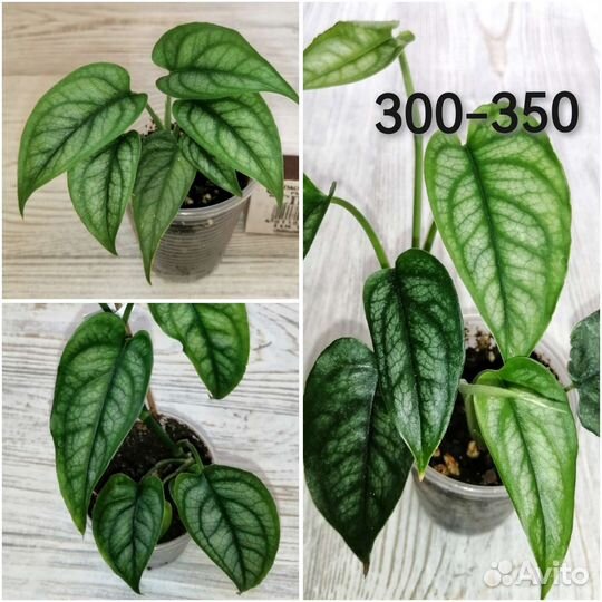 Комнатные растения Цветы