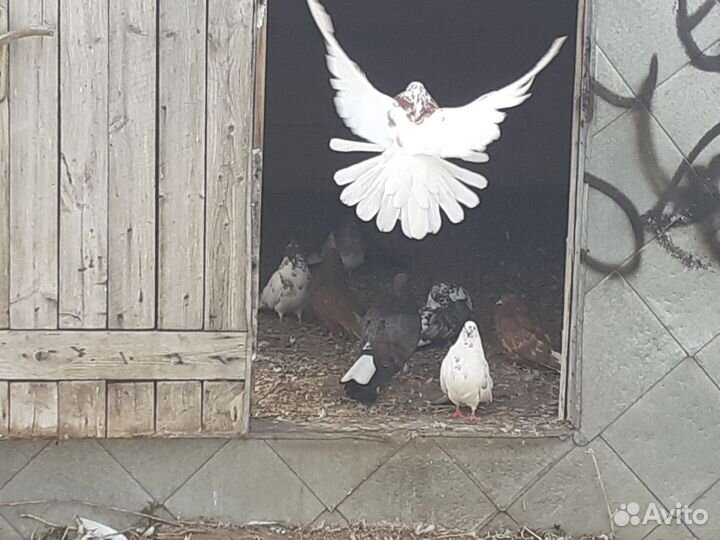 Николаевские декоративные голуби