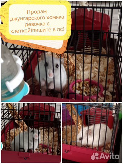 Лапочки хомячки джунгарики и сирийцы