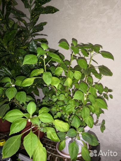 Бальзамин ванька мокрый