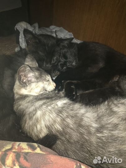 Котята в добрые руки