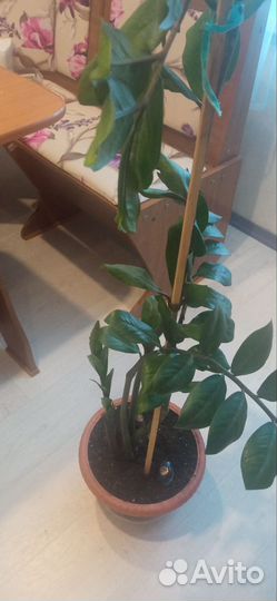 Замиокулькас