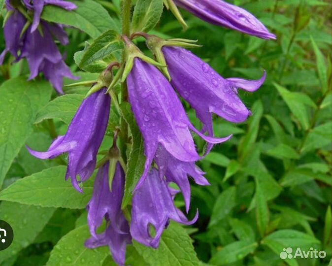 Колокольчик многолетний