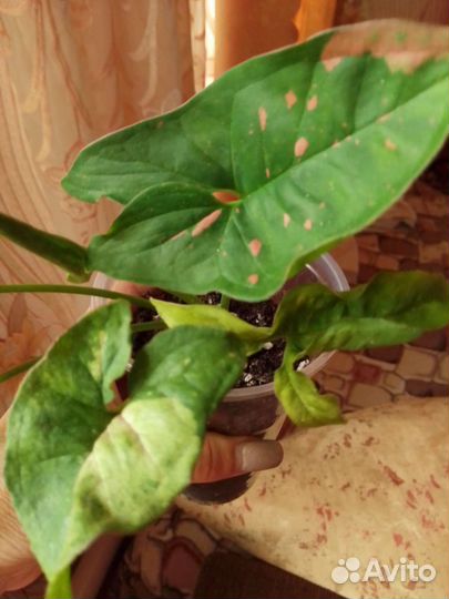 Сингониум pink splash