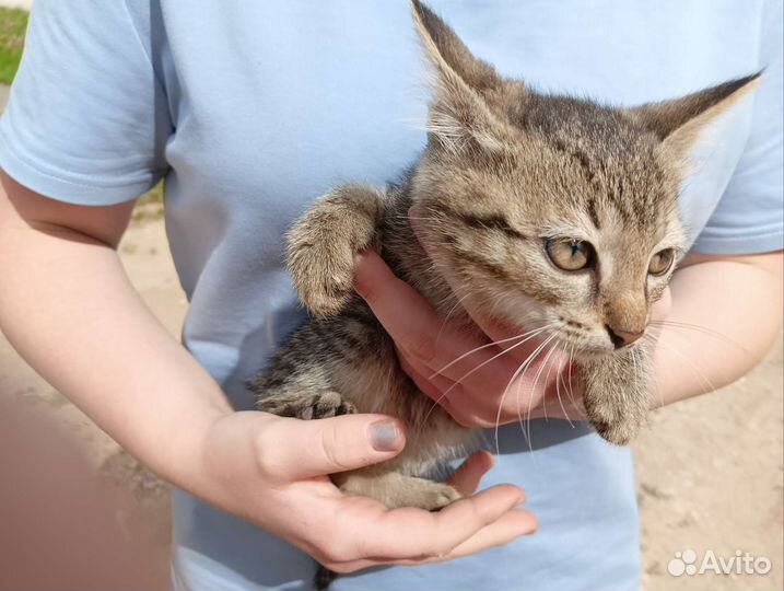 Кошка в дар