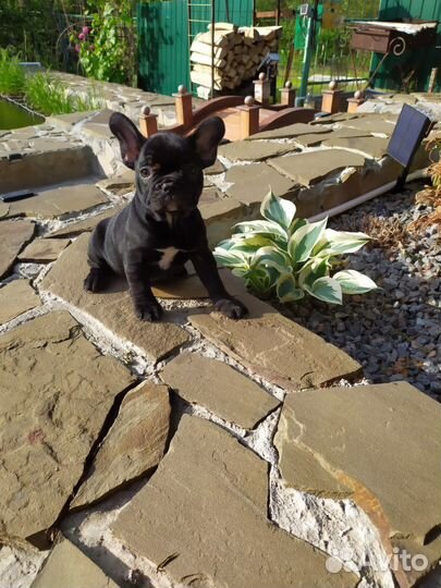 Французский бульдог щенки