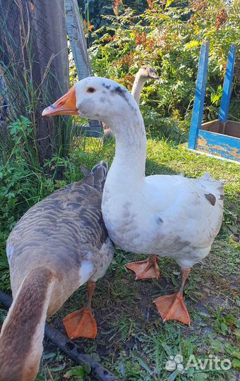 Гуси
