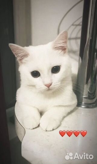 Британский кот