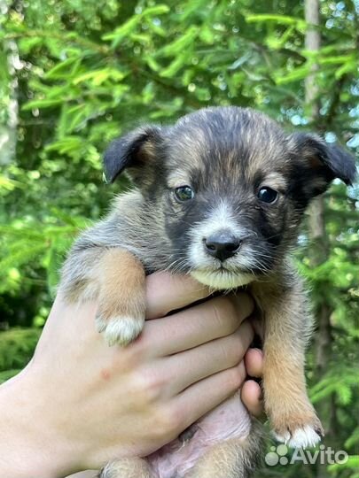 Щенки в добрые руки