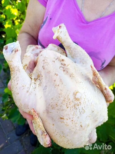 Мясо домашнего бройлера