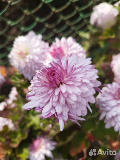 Хризантема