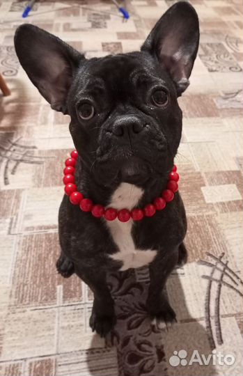 Французкий бульдог щенки