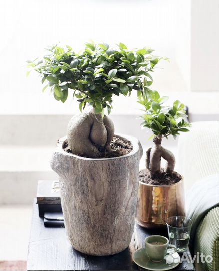 Фикус микрокарпа