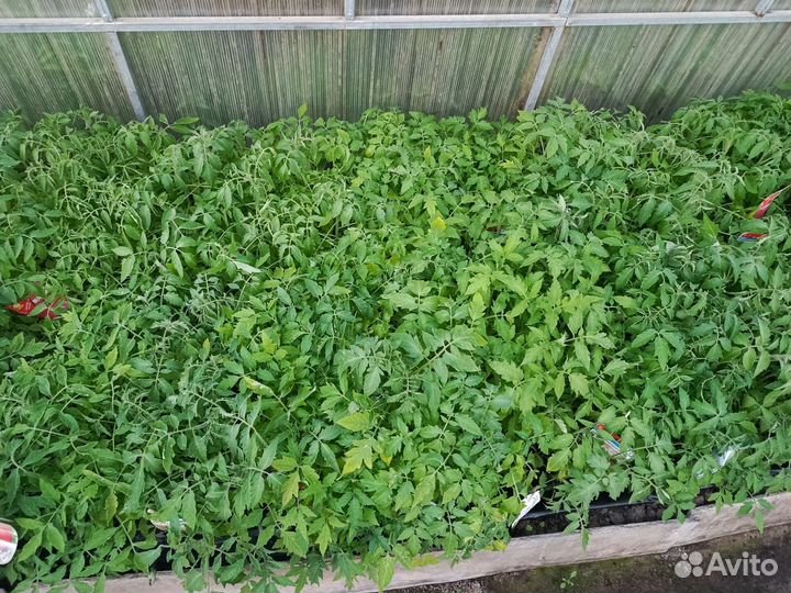 Рассада помидор и огурцов