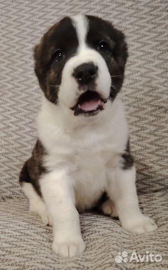 Среднеазиатская овчарка (Алабай) щенки