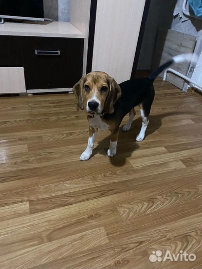 Щенки бигль 7 месяцев