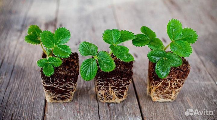 Саженцы клубники 