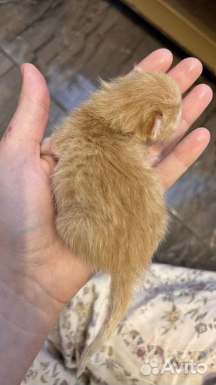 Котята очень пушистые