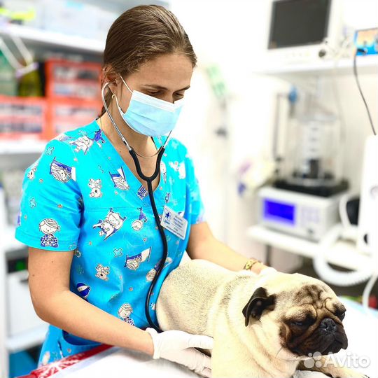 Ветеринар, Ветеринарный врач на дом