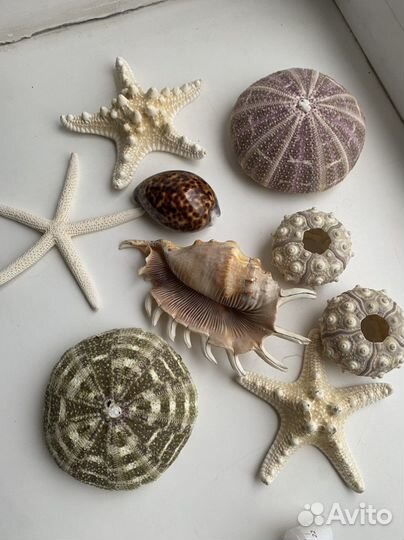 Ракушка морской еж морская звезда