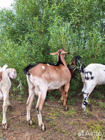 Козел англо-нубийский