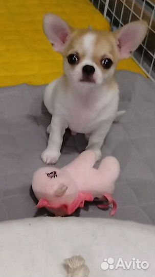 Щенки чихуахуа