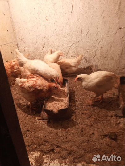 Куры несушки молодки, цыплята