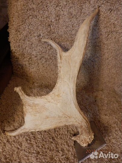 Рога лосиные