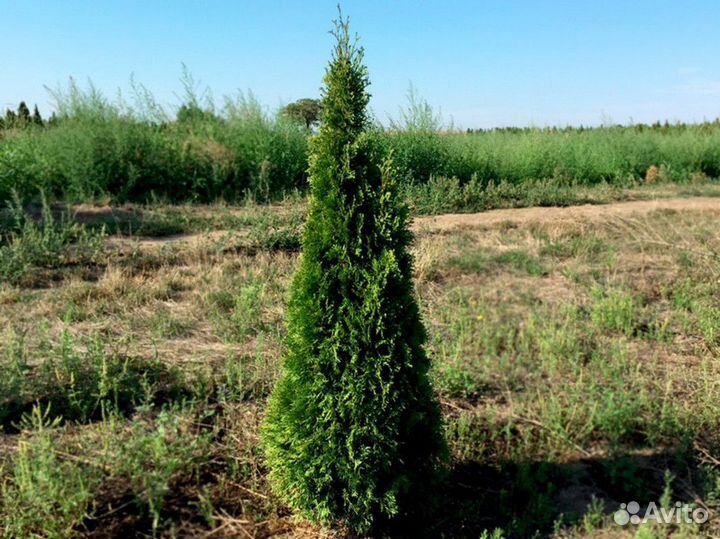 Туя западная Смарагд, крупномер