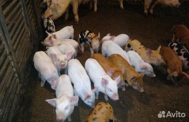 Поросята мясной и мясо-сальной породы