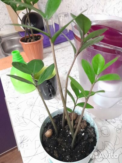 Комнатные растения: могу обменять