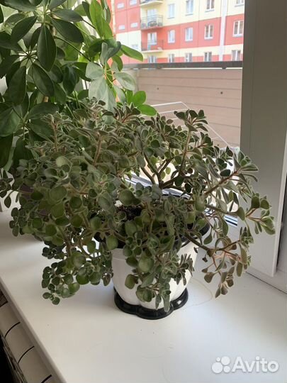 Аихризон дерево любви