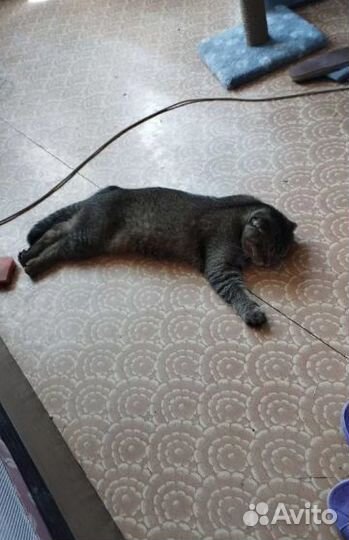 Передержка кошек