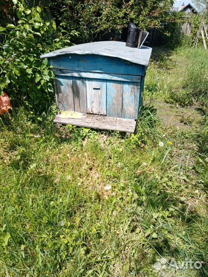 Пчелы с ульями